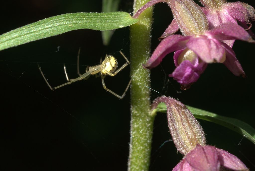 Enoplognatha sp.