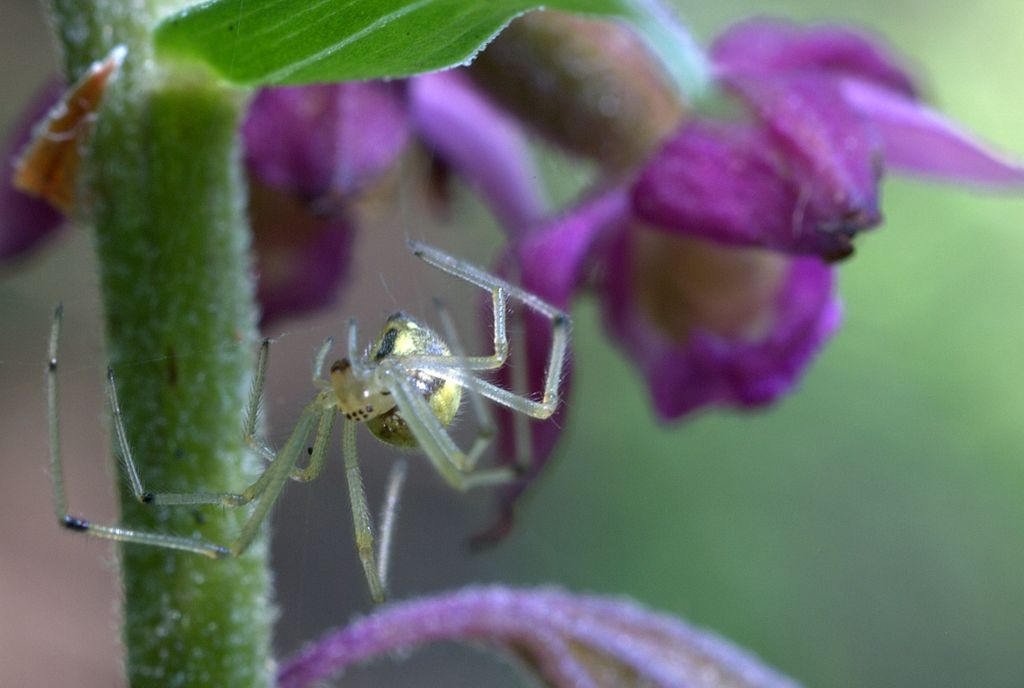 Enoplognatha sp.