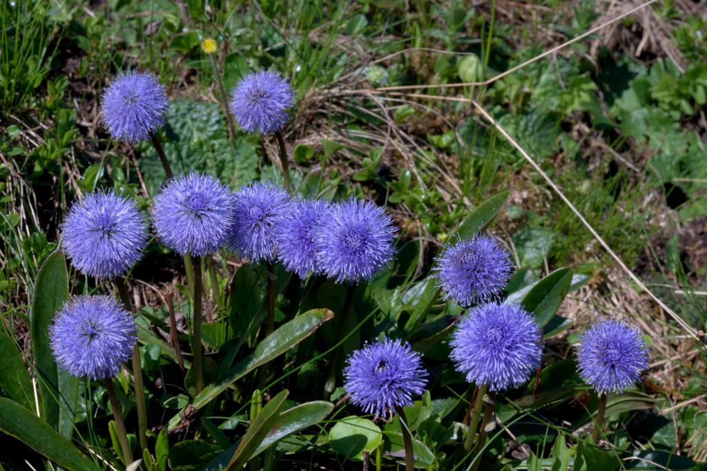 Globularia nudicaulis / Globularia a fusto nudo