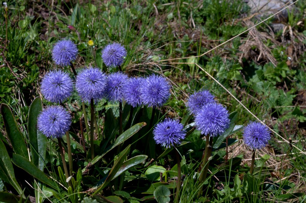 Globularia nudicaulis / Globularia a fusto nudo