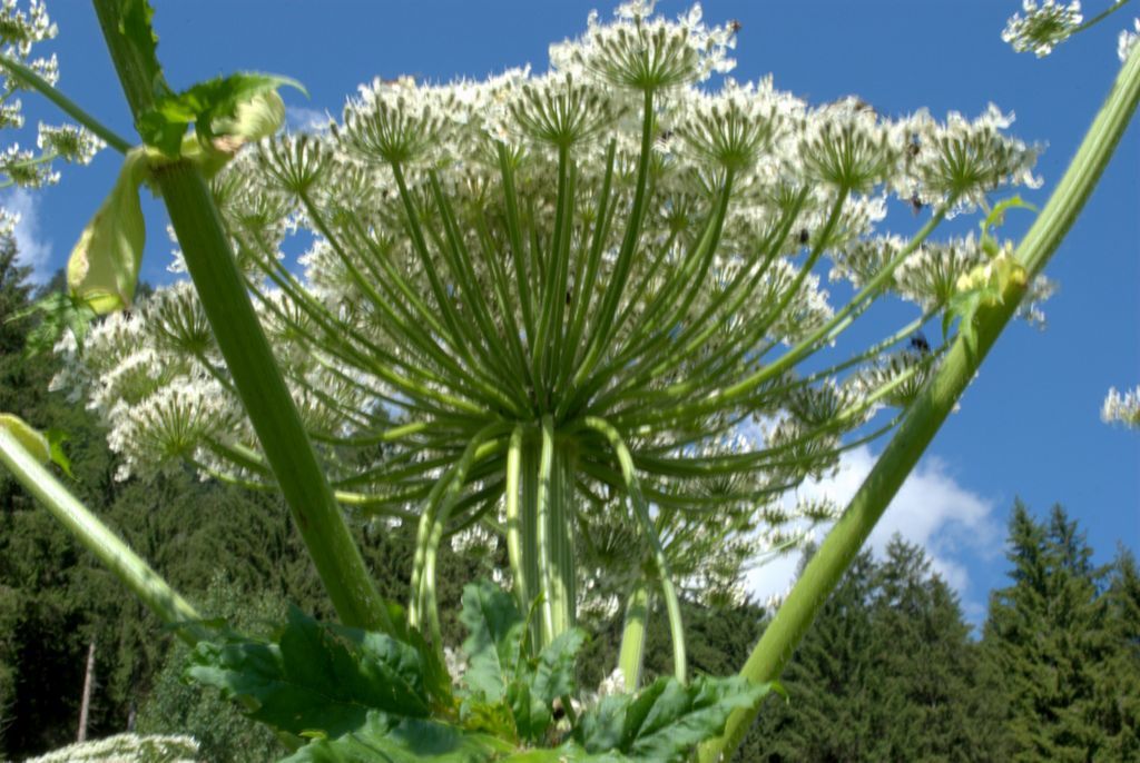 Heracleum mantegazzianum / Panace di Mantegazza