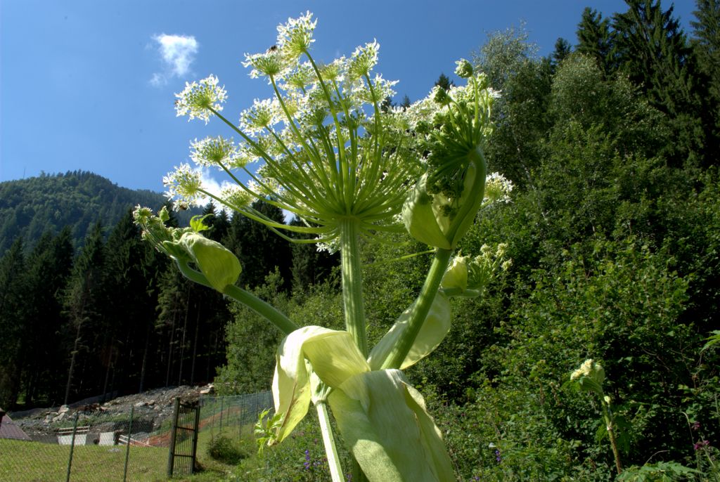 Heracleum mantegazzianum / Panace di Mantegazza