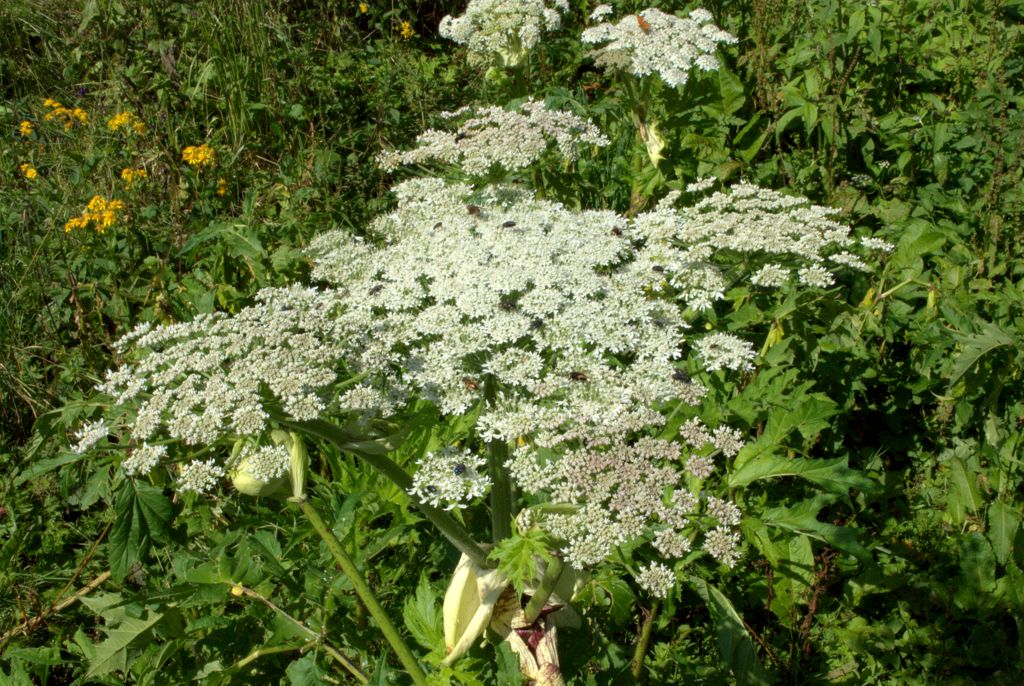 Heracleum mantegazzianum / Panace di Mantegazza