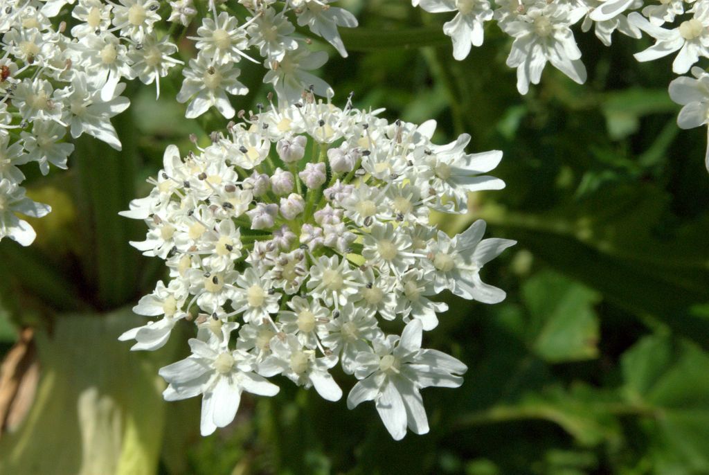 Heracleum mantegazzianum / Panace di Mantegazza