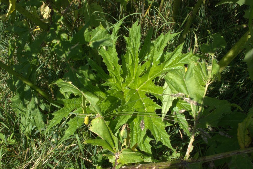 Heracleum mantegazzianum / Panace di Mantegazza