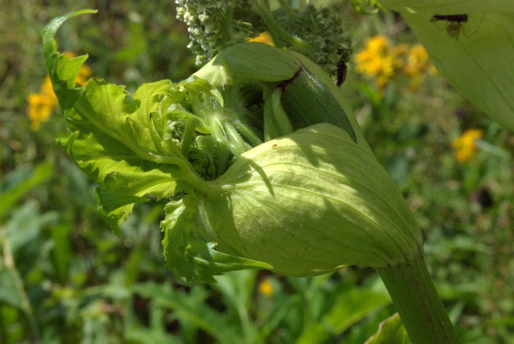 Heracleum mantegazzianum / Panace di Mantegazza