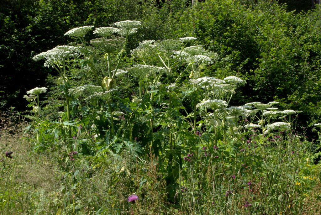 Heracleum mantegazzianum / Panace di Mantegazza