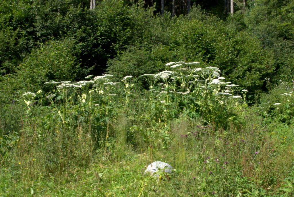 Heracleum mantegazzianum / Panace di Mantegazza