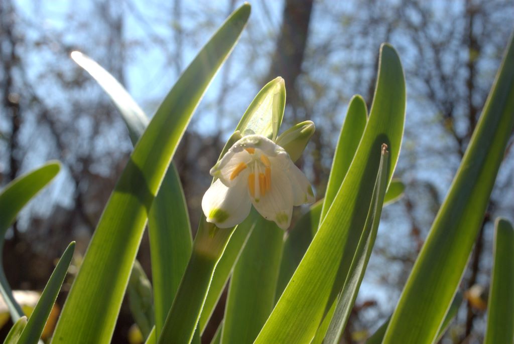 Leucojum aestivum/campanellino estivo