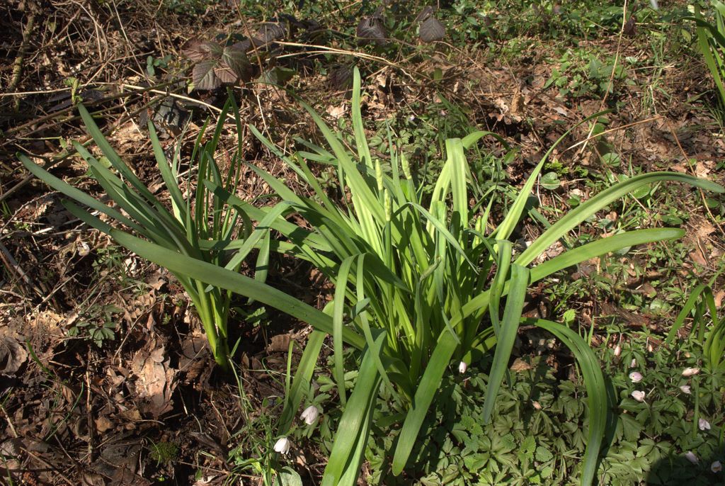Leucojum aestivum/campanellino estivo