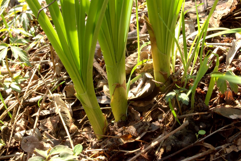 Leucojum aestivum/campanellino estivo