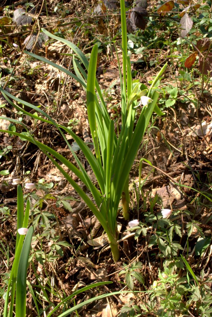 Leucojum aestivum/campanellino estivo