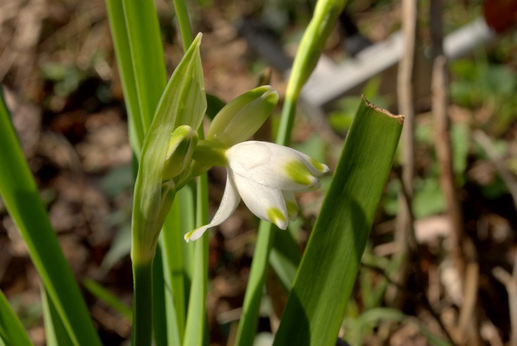 Leucojum aestivum/campanellino estivo