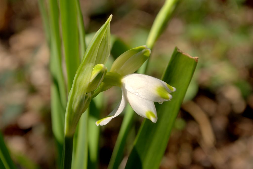 Leucojum aestivum/campanellino estivo