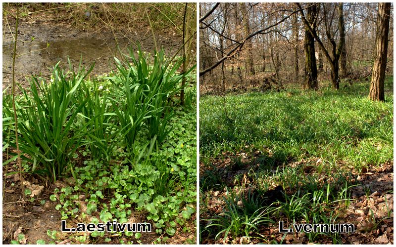 Confronto Leucojum aestivum/vernum