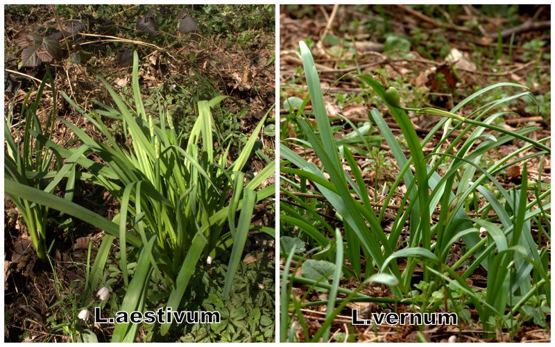 Confronto Leucojum aestivum/vernum