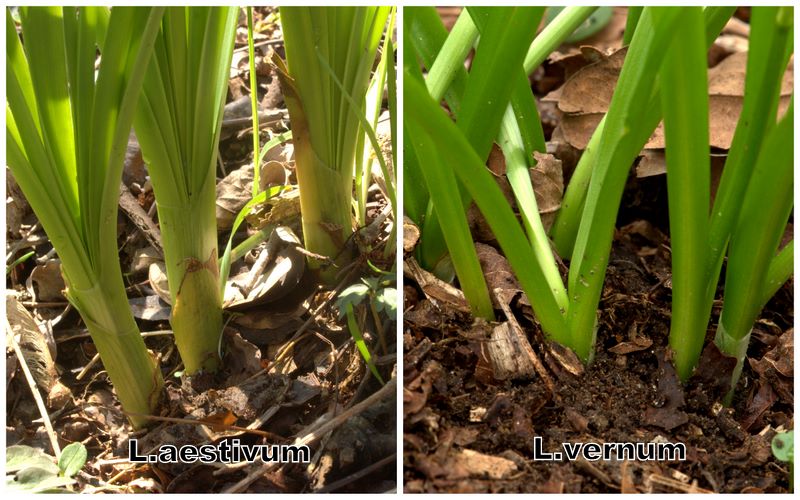 Confronto Leucojum aestivum/vernum