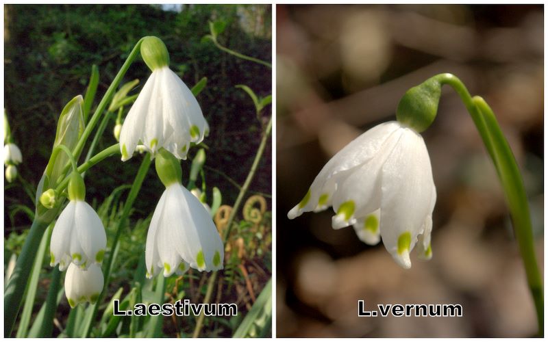 Confronto Leucojum aestivum/vernum