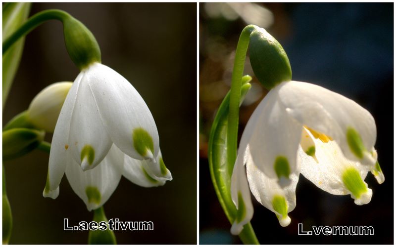 Confronto Leucojum aestivum/vernum