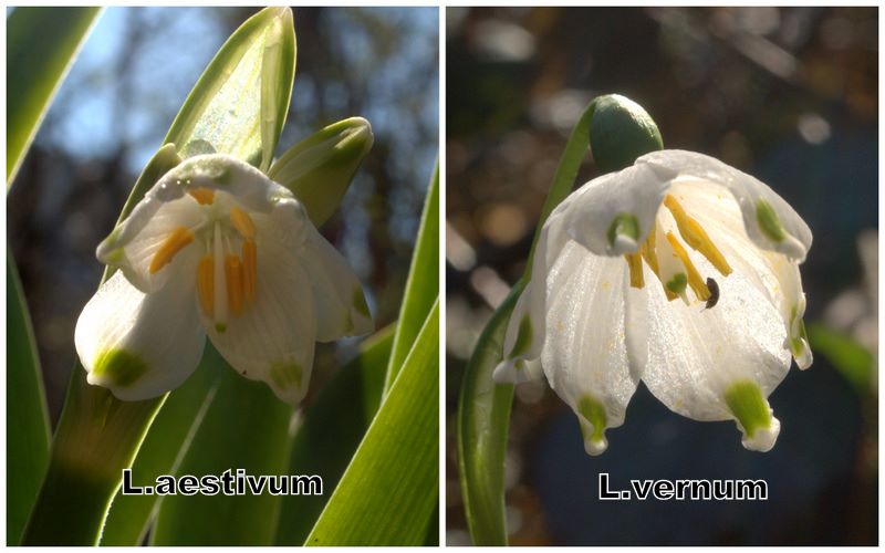 Confronto Leucojum aestivum/vernum