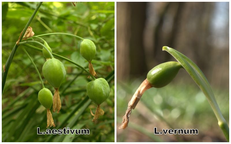 Confronto Leucojum aestivum/vernum