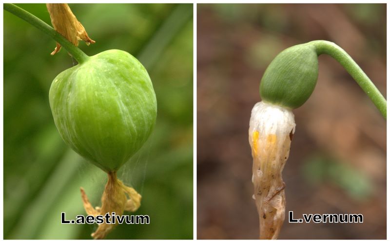 Confronto Leucojum aestivum/vernum
