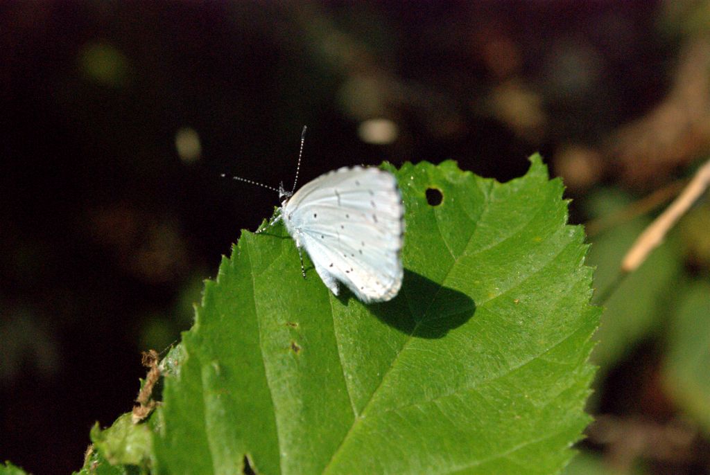 Maculinea? - No, Celastrina argiolus