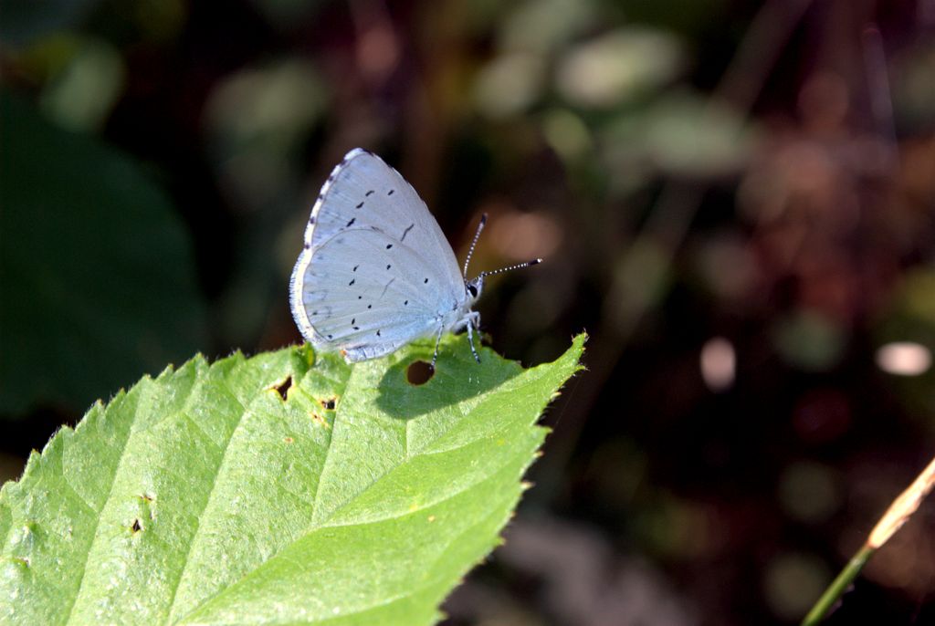 Maculinea? - No, Celastrina argiolus