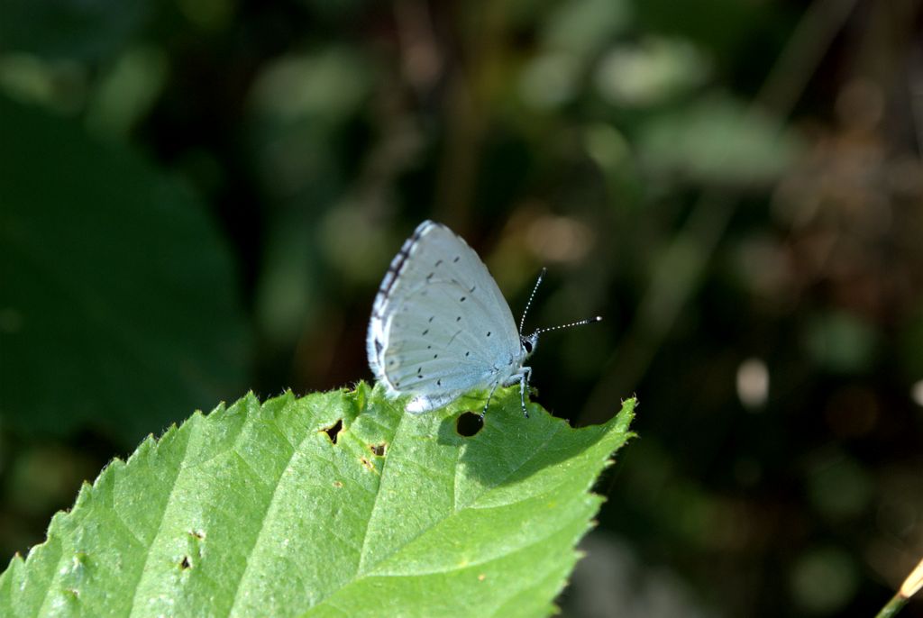 Maculinea? - No, Celastrina argiolus