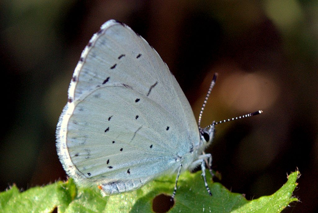 Maculinea? - No, Celastrina argiolus