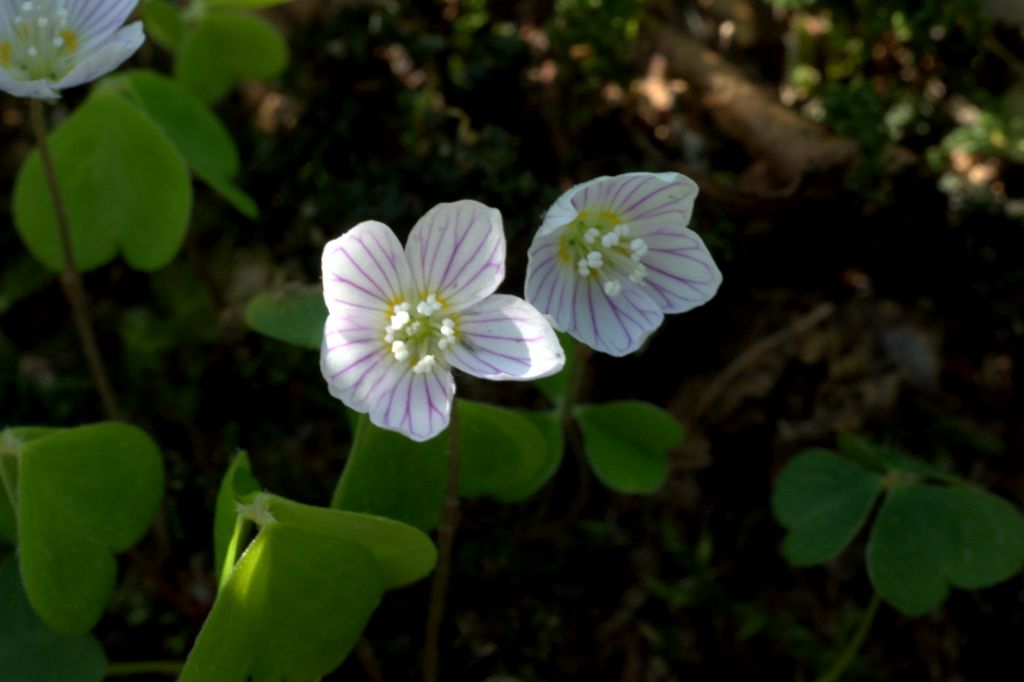 Oxalis acetosella