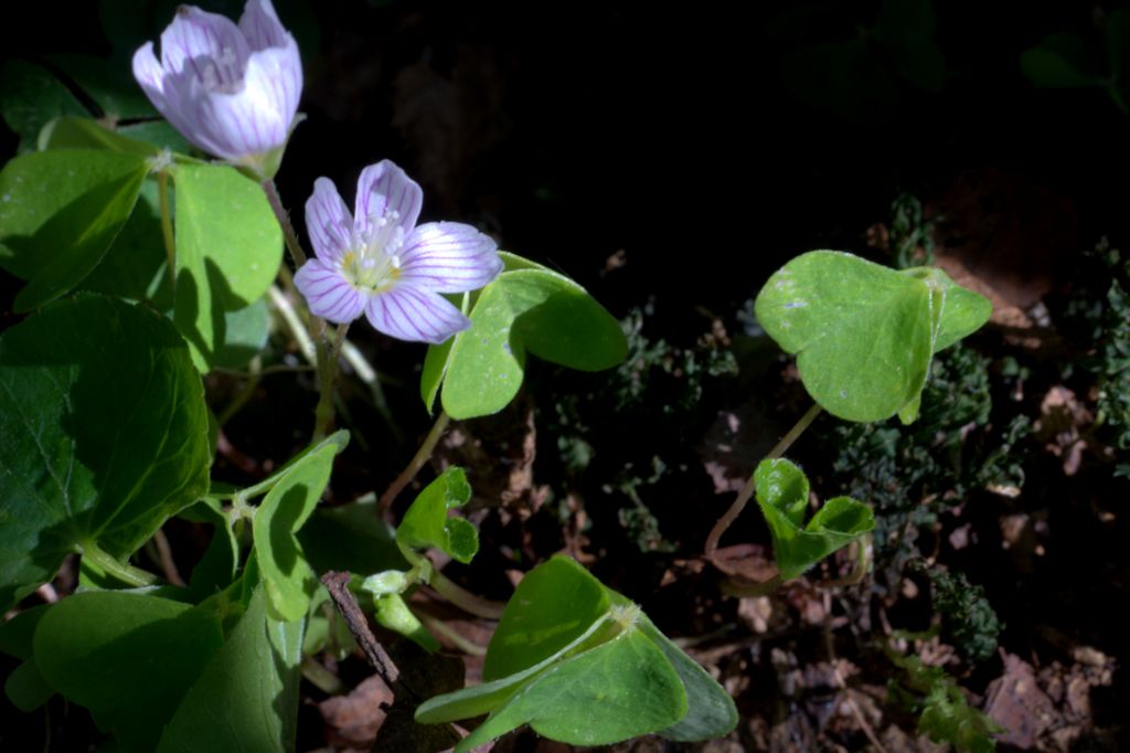 Oxalis acetosella