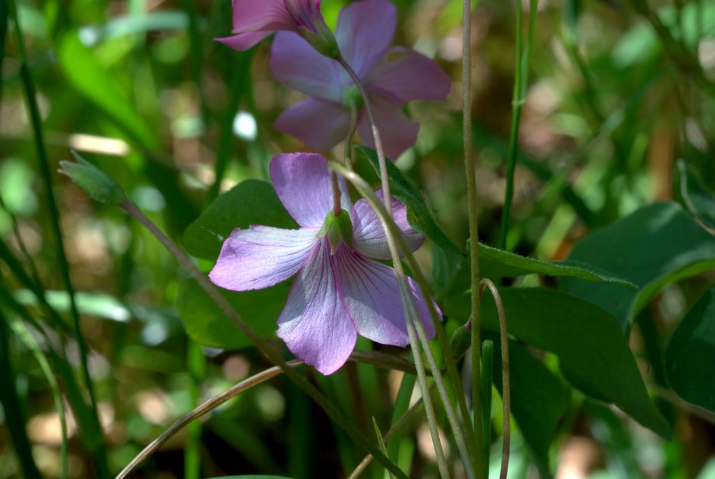 Oxalis articulata / Acetosella rizomatosa
