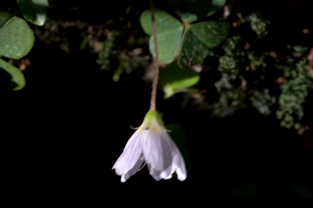 Oxalis acetosella