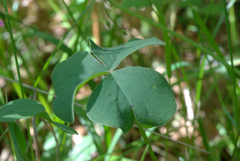 Oxalis articulata / Acetosella rizomatosa