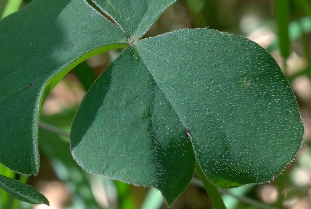 Oxalis articulata / Acetosella rizomatosa