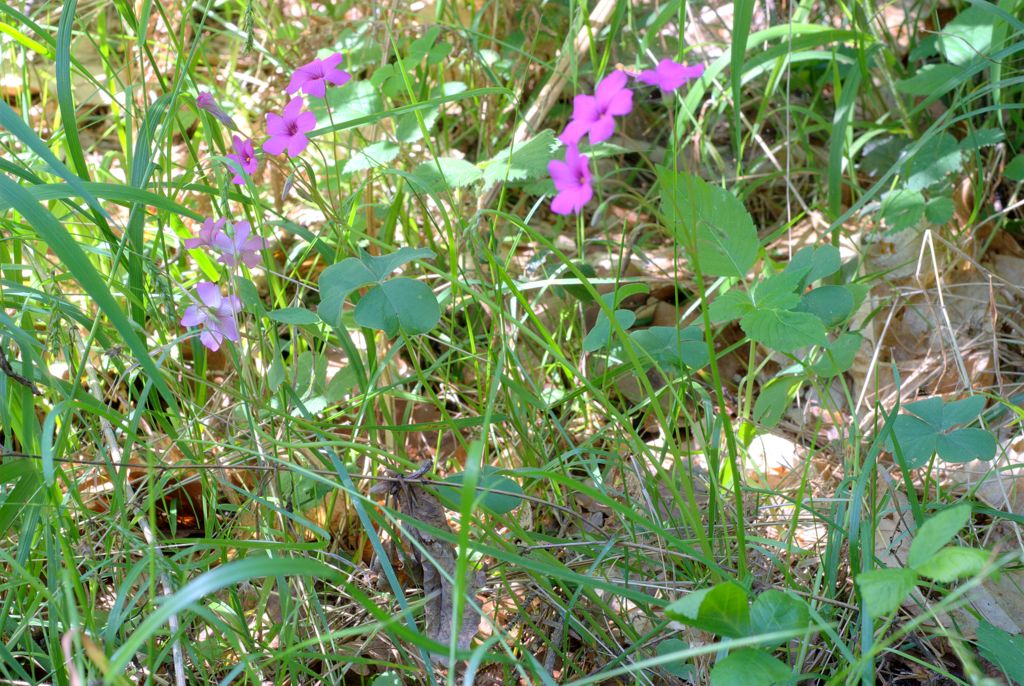 Oxalis articulata / Acetosella rizomatosa