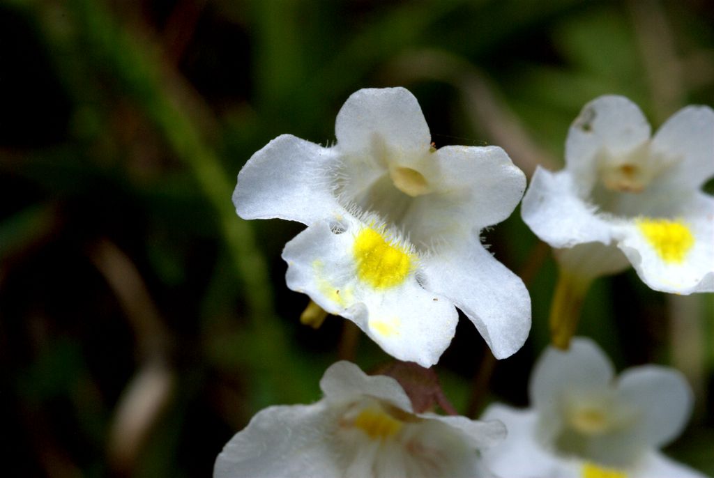 Pinguicula alpina / Pinguicola alpina