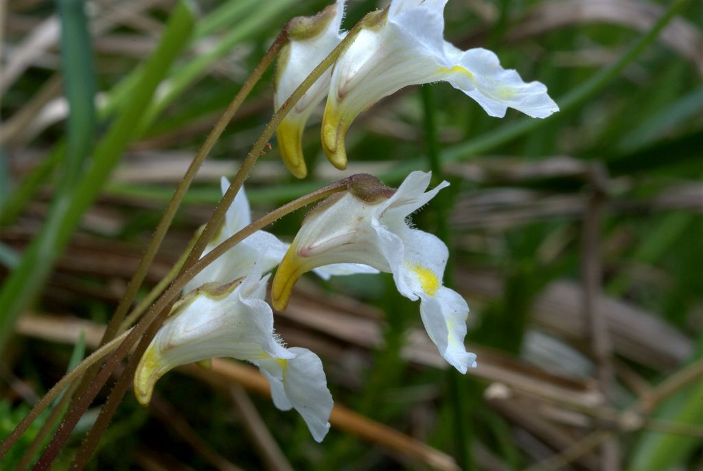 Pinguicula alpina / Pinguicola alpina