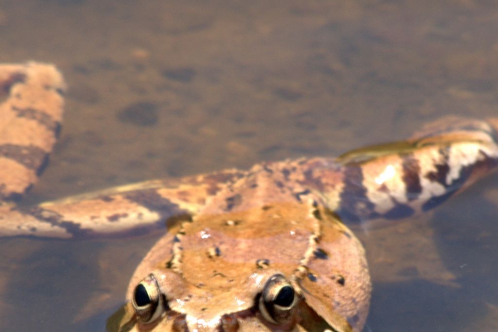 Rana da determinare - Rana temporaria
