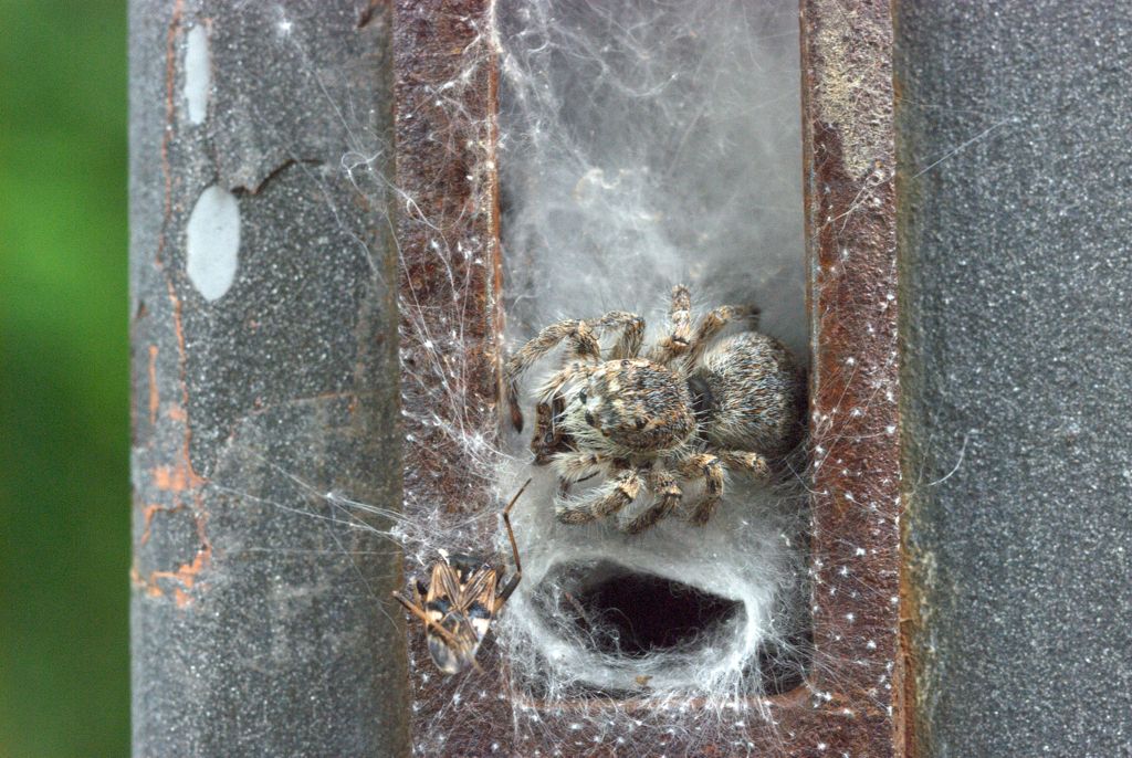 Philaeus chrysops