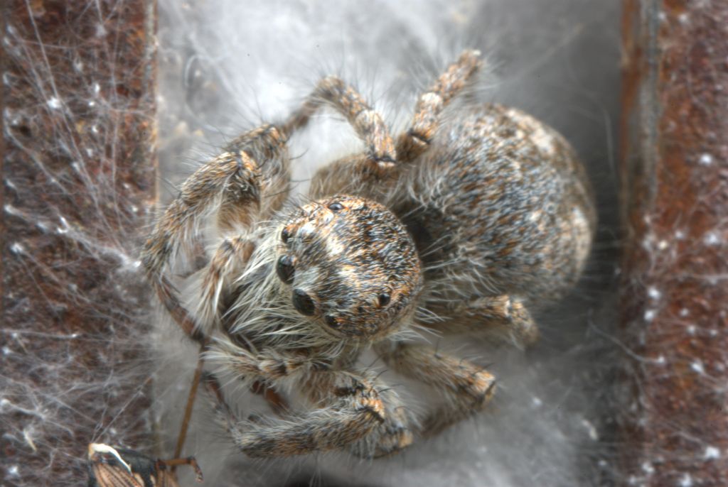 Philaeus chrysops