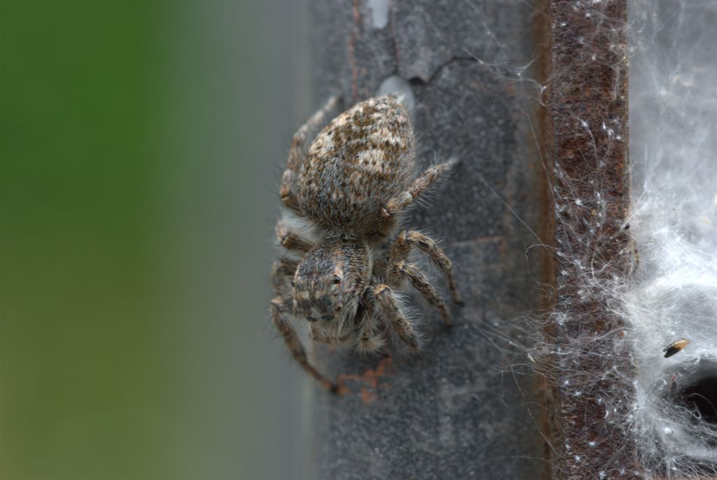 Philaeus chrysops