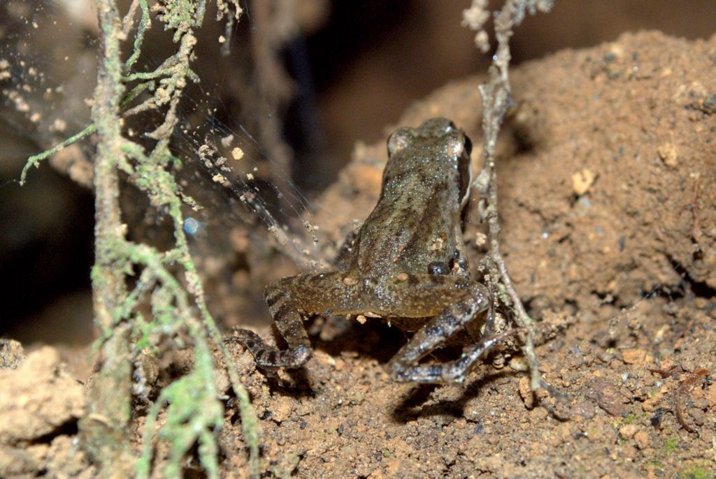 da determinare - Rana dalmatina juv.