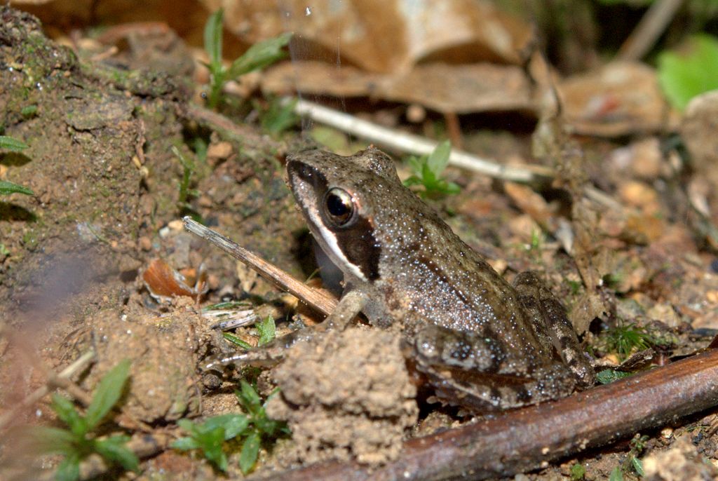da determinare - Rana dalmatina juv.