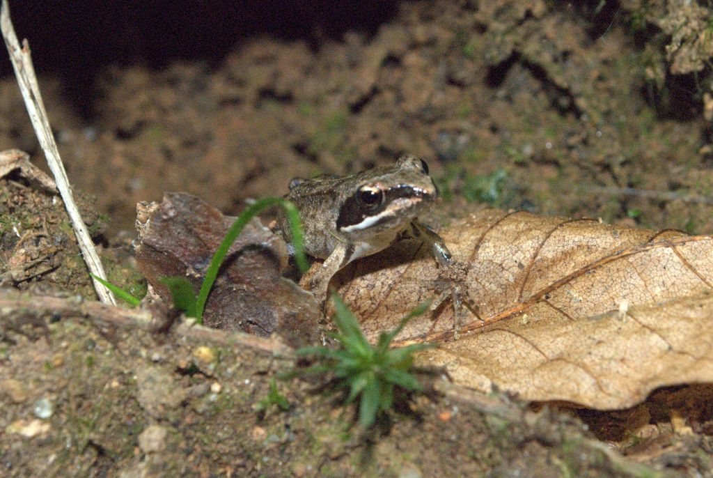 da determinare - Rana dalmatina juv.