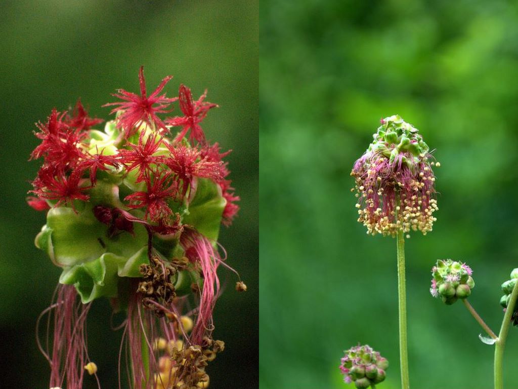 Fiore rosso Summano da id. - Sanguisorba sp.