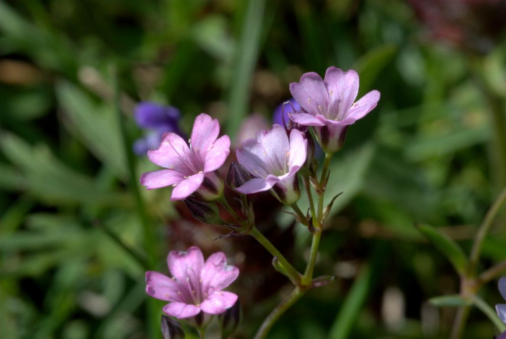 Gypsophila repens / Gipsofila strisciante