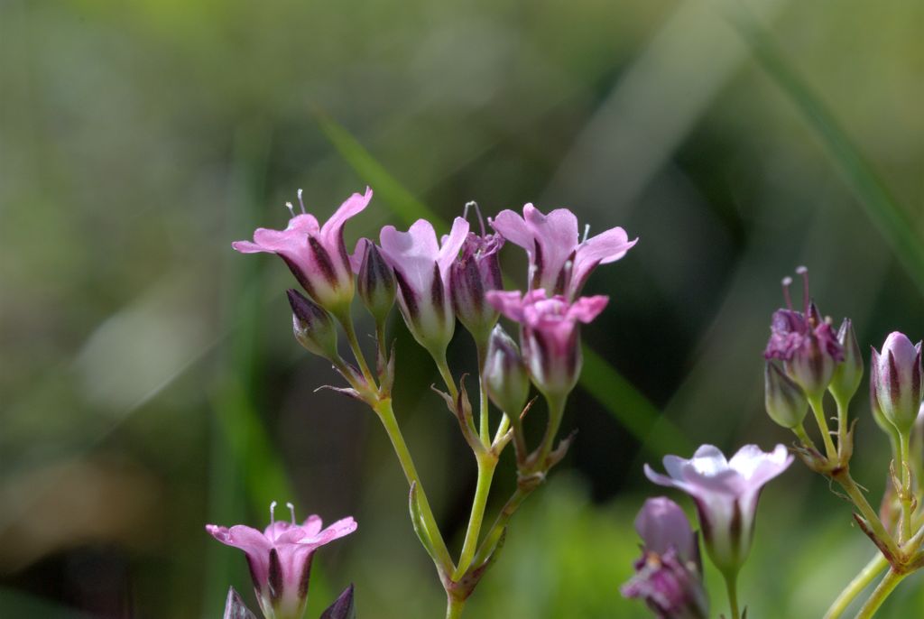 Gypsophila repens / Gipsofila strisciante