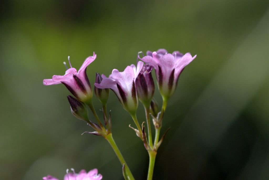 Gypsophila repens / Gipsofila strisciante